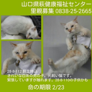 ５匹飼主持込③ 綺麗な白茶の男の子