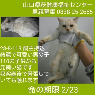 ５匹飼主持込④ 綺麗な白茶の男の子