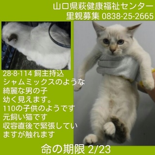 ５匹飼主持込⑤ 綺麗なシャムミックスの男の子
