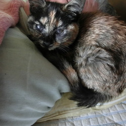 あかね　4ケ月になりました(⋈◍＞◡＜◍)。✧♡