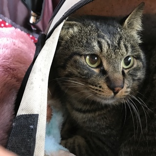 あったかい場所でねたいニャン