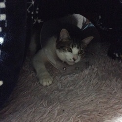 避妊、去勢手術おわったーーー