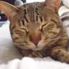3歳の可愛いキジトラが新しい家を探しています サムネイル2
