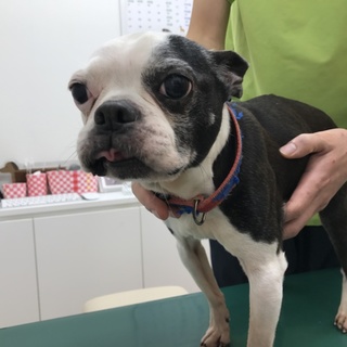 とっても紳士な☆ボストン･テリア君