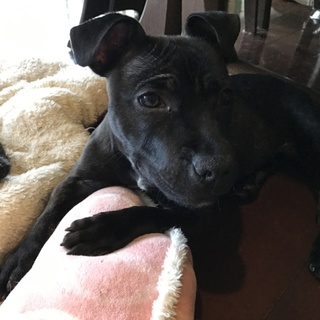 スタッフィ〜女の子