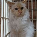 ブルーアイの長毛　ゴディバくん