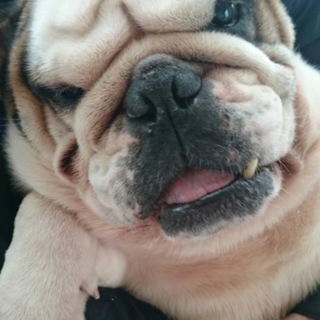 わんぱくブルドッグ男の子♪