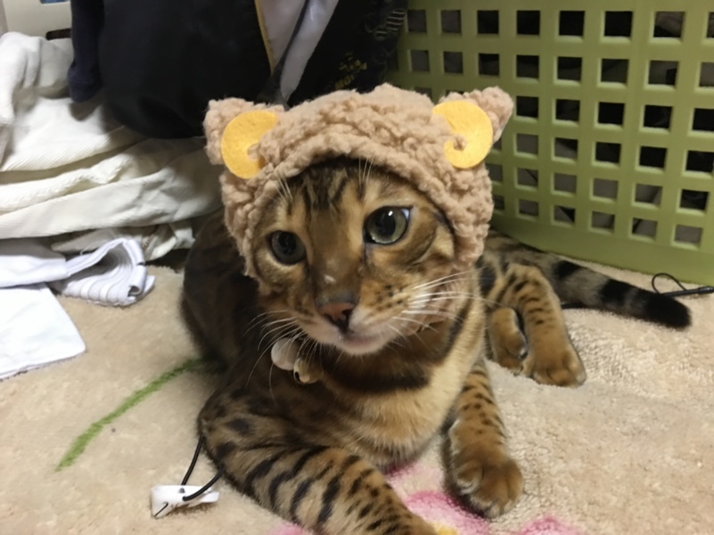 虎徹