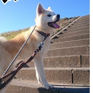 可愛い秋田犬 小さなこまち