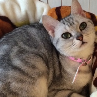 おっとり姫たまきちゃん