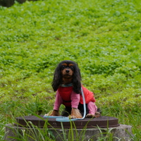 オリーブ