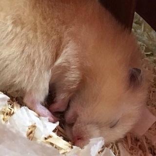 キンクマの♀の里親募集