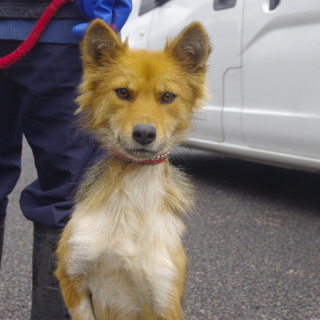 【助けて下さい】フレンドリーな茶白黒色の女の子