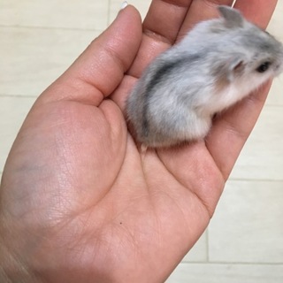 子ハムの里親さん募集