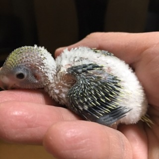 ２月５日孵化のセイキセインコ