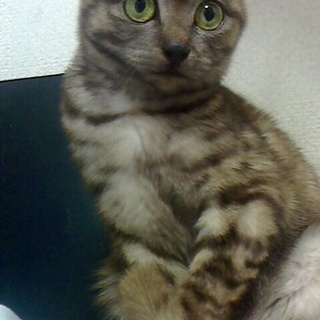 可愛い子猫の里親募集しています