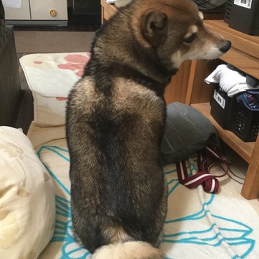 背中に天使の羽？