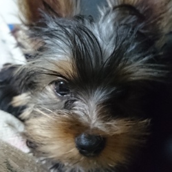 涼やかイケメン風