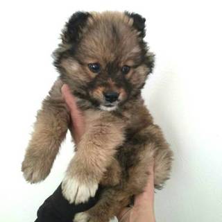 2か月弱の可愛い子犬茶色