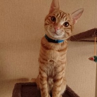 ウィル