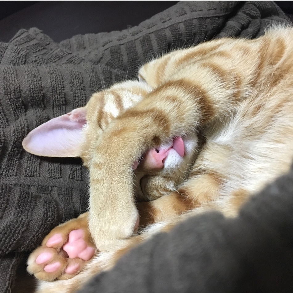 ウィルのカバー写真