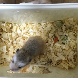 ロボロフスキーハムスターの赤ちゃん