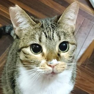 【ミケちゃん】ツンデレでおもちゃ大好き♪