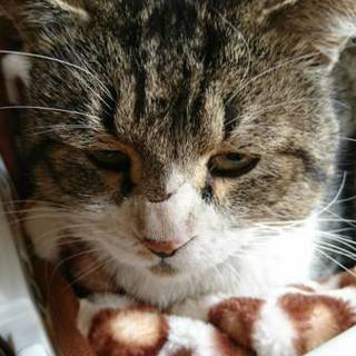 大きな優しい猫 緊急保護です