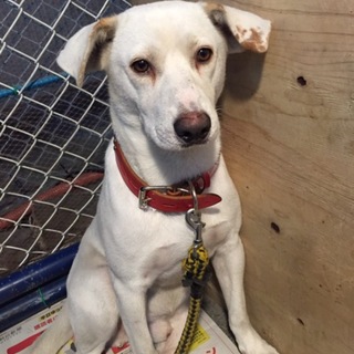 訓練中の為募集停止。ソルト君去勢済