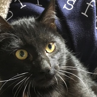 やさしい里親様募集