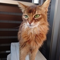 美猫　ソマリのミュウちゃん