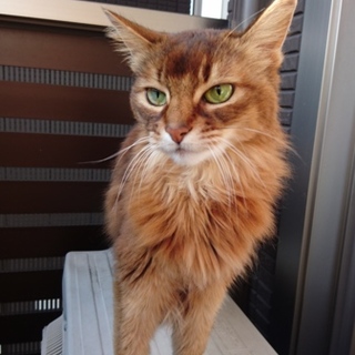 美猫　ソマリのミュウちゃん