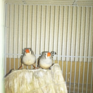 キンカチョウの里親になってください。