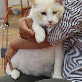 大きな、はくごん　おす　ごろすりの甘えん坊です