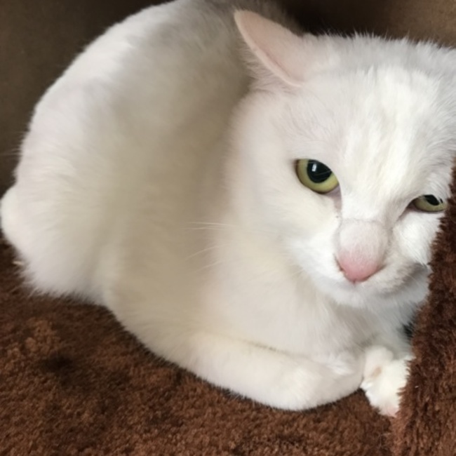 こちゃん080のカバー写真