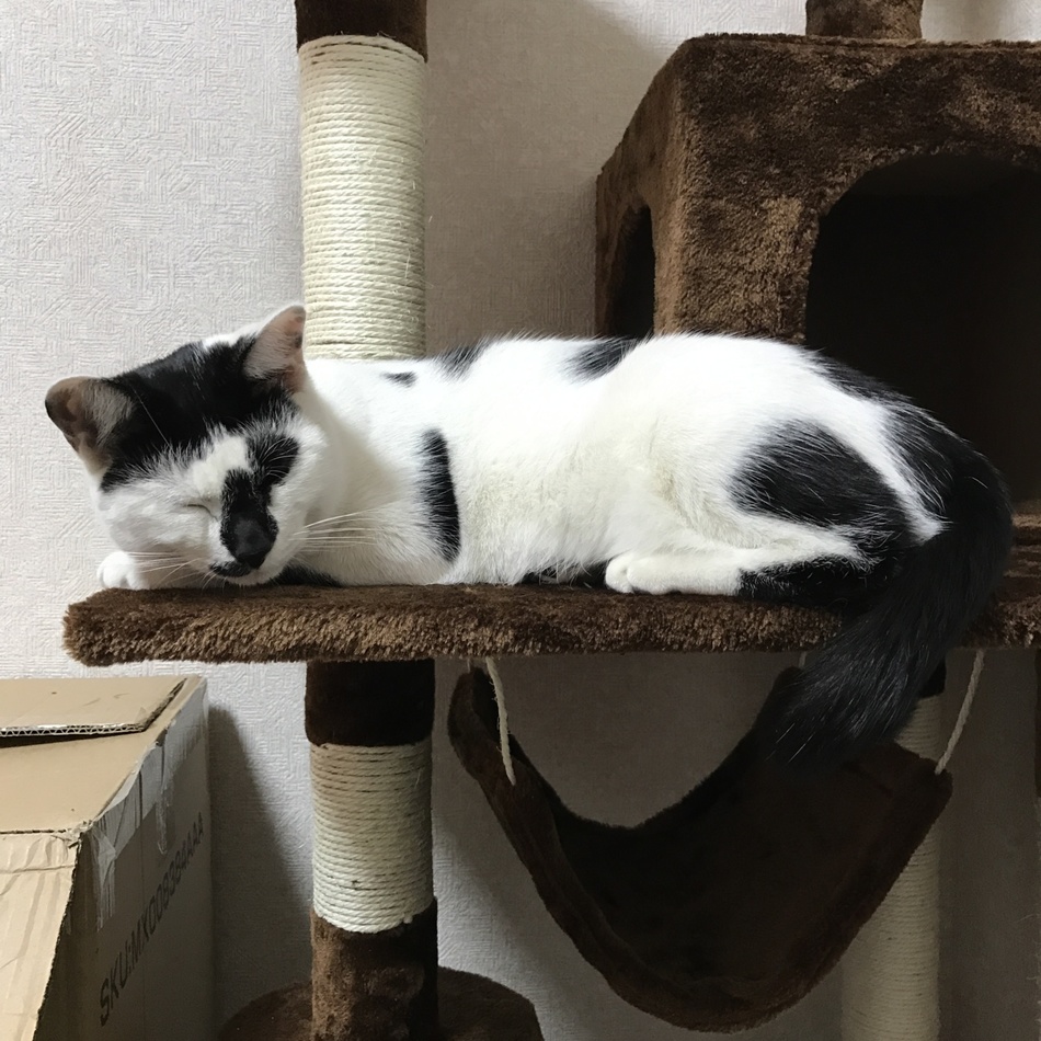 小梅のカバー写真