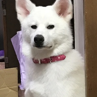 秋田犬の里親を募集中です