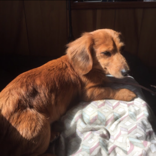 緊急です。里親様を募集します。