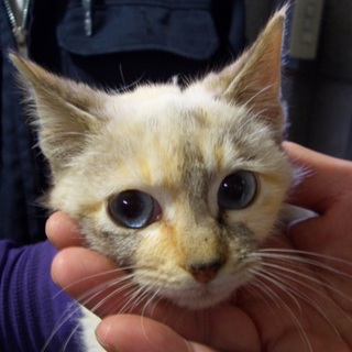 【助けて下さい】人なれしている茶トラ猫