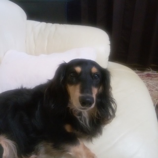 (ご応募ありがとうございました。)ダックス！