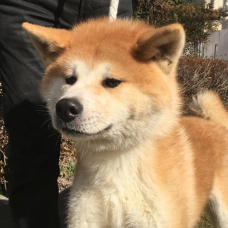 赤毛の秋田犬 9ヵ月のオス