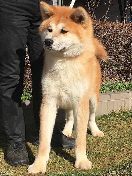 赤毛の秋田犬 11ヵ月のオス 群馬県 犬の里親募集 ペットのおうち 月間利用者150万人