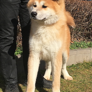 赤毛の秋田犬 11ヵ月のオス