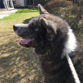 虎毛の秋田犬 １歳３ヵ月のオス