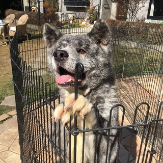 虎毛の秋田犬 3歳のオス