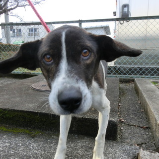 期限切迫！！ポインター系やさしい男の子