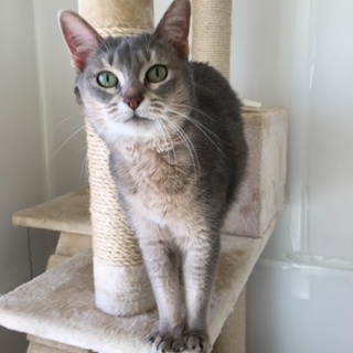 甘えん坊のアビシニアン メス