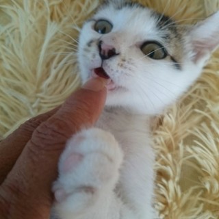 性格抜群｢なつ君｣とても優しい男の子です。