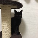黒猫｢すみれちゃん｣生後５ヶ月で人馴れしています。