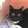 黒猫｢すみれちゃん｣生後５ヶ月で人馴れしています。 サムネイル2